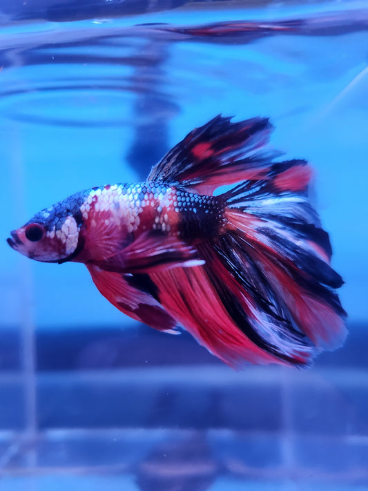 Halfmoon Marble Betta